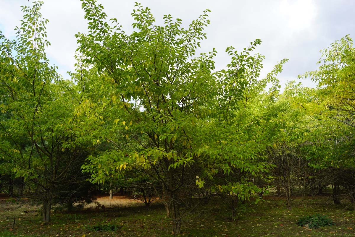 Cudrania tricuspidata meerstammig / struik meerstammig