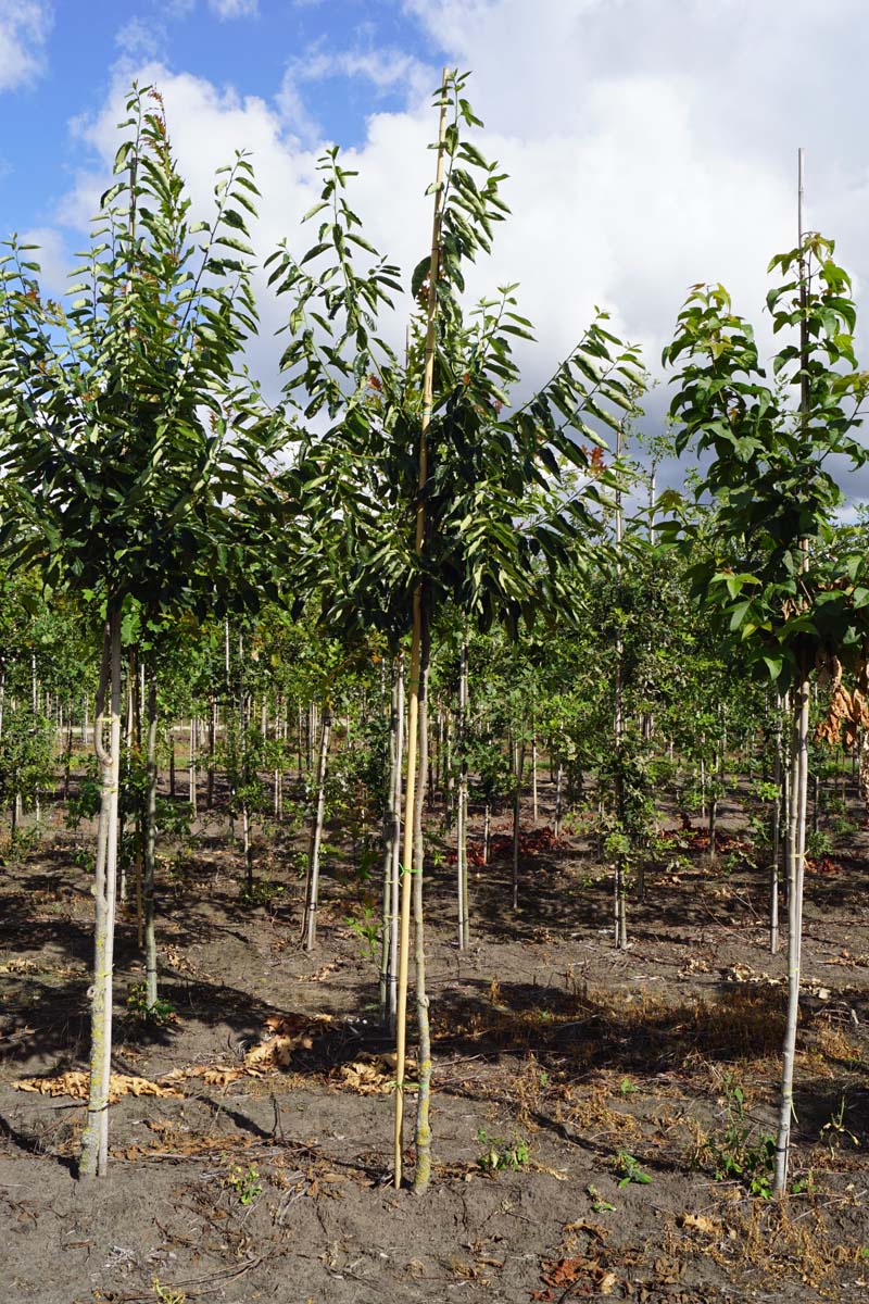 Diospyros lotus op stam op stam