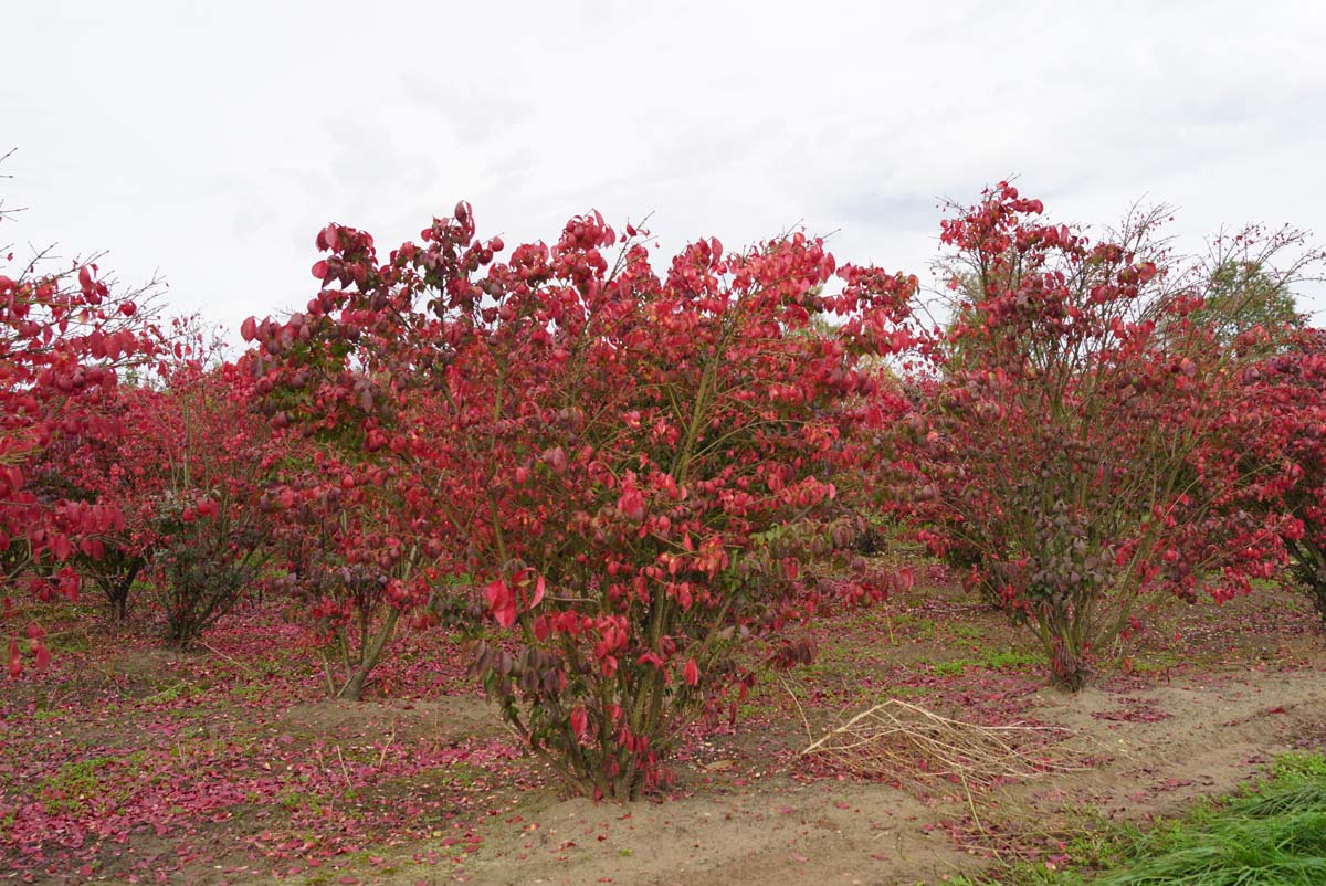 Euonymus phellomanus meerstammig / struik struik