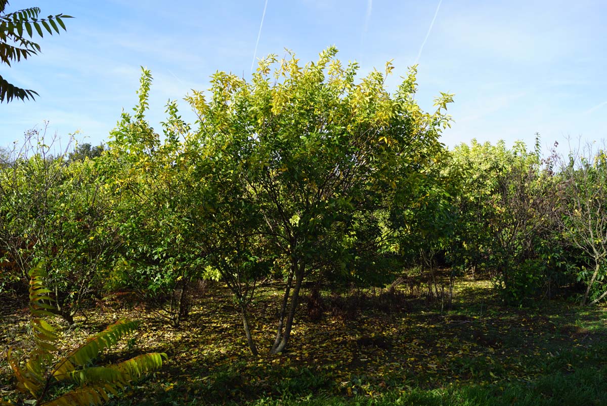 Exochorda korolkowii meerstammig / struik struik