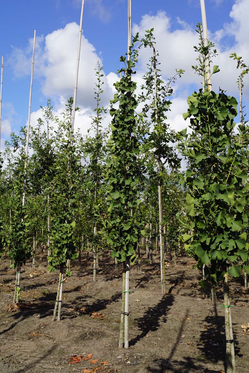 Ginkgo biloba 'Princeton Sentry' op stam op stam