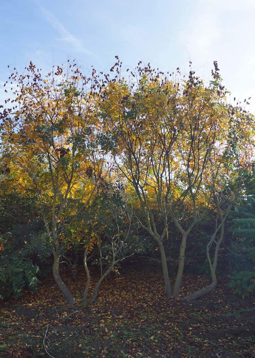 Koelreuteria paniculata meerstammig / struik meerstammig