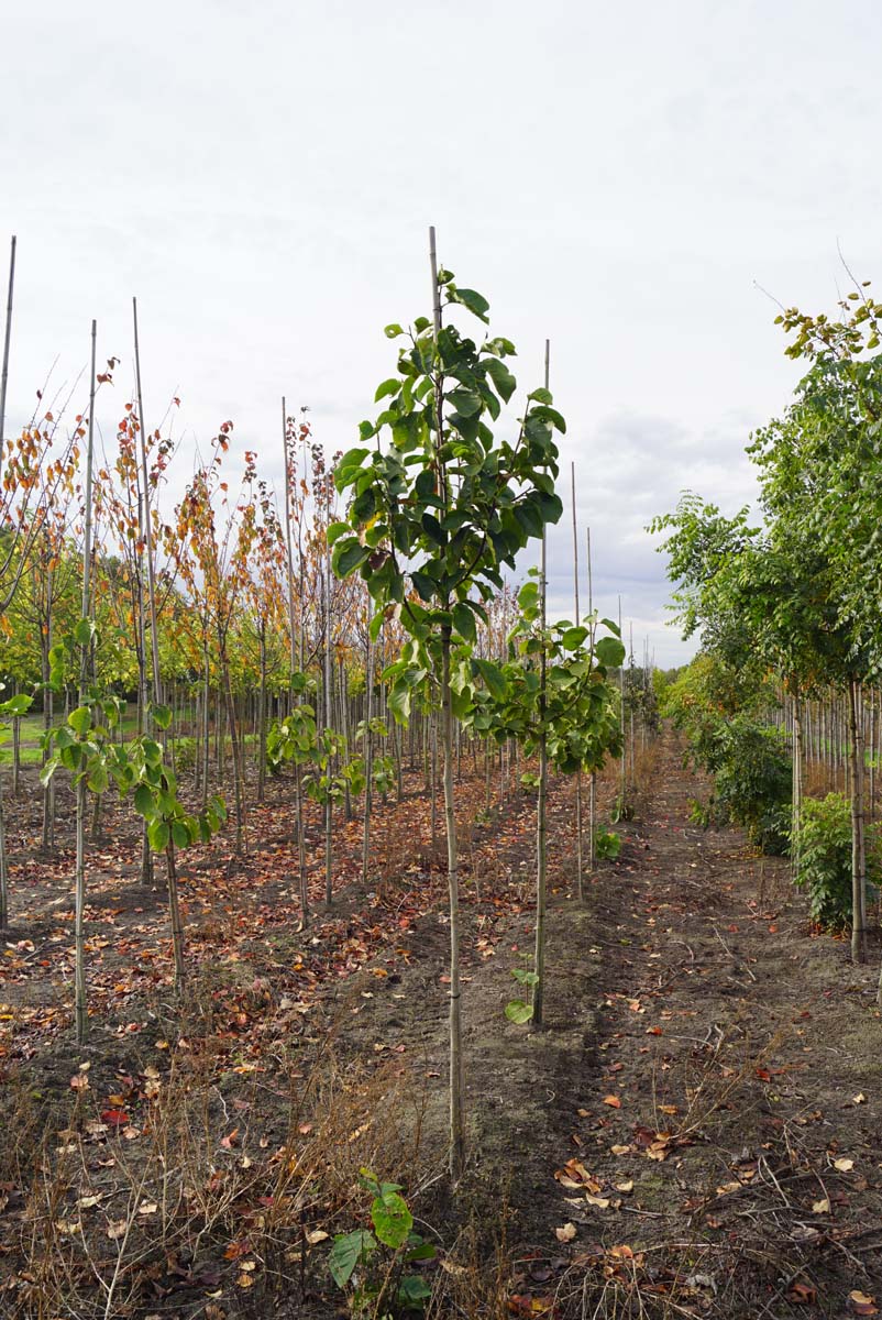 Magnolia 'Big Dude' op stam op stam