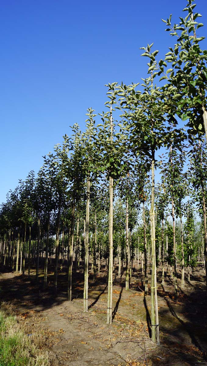 Malus domestica 'Jonagold' op stam op stam