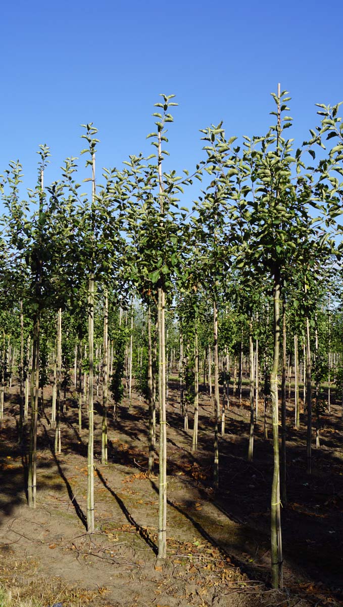 Malus domestica 'Jonagold' op stam op stam