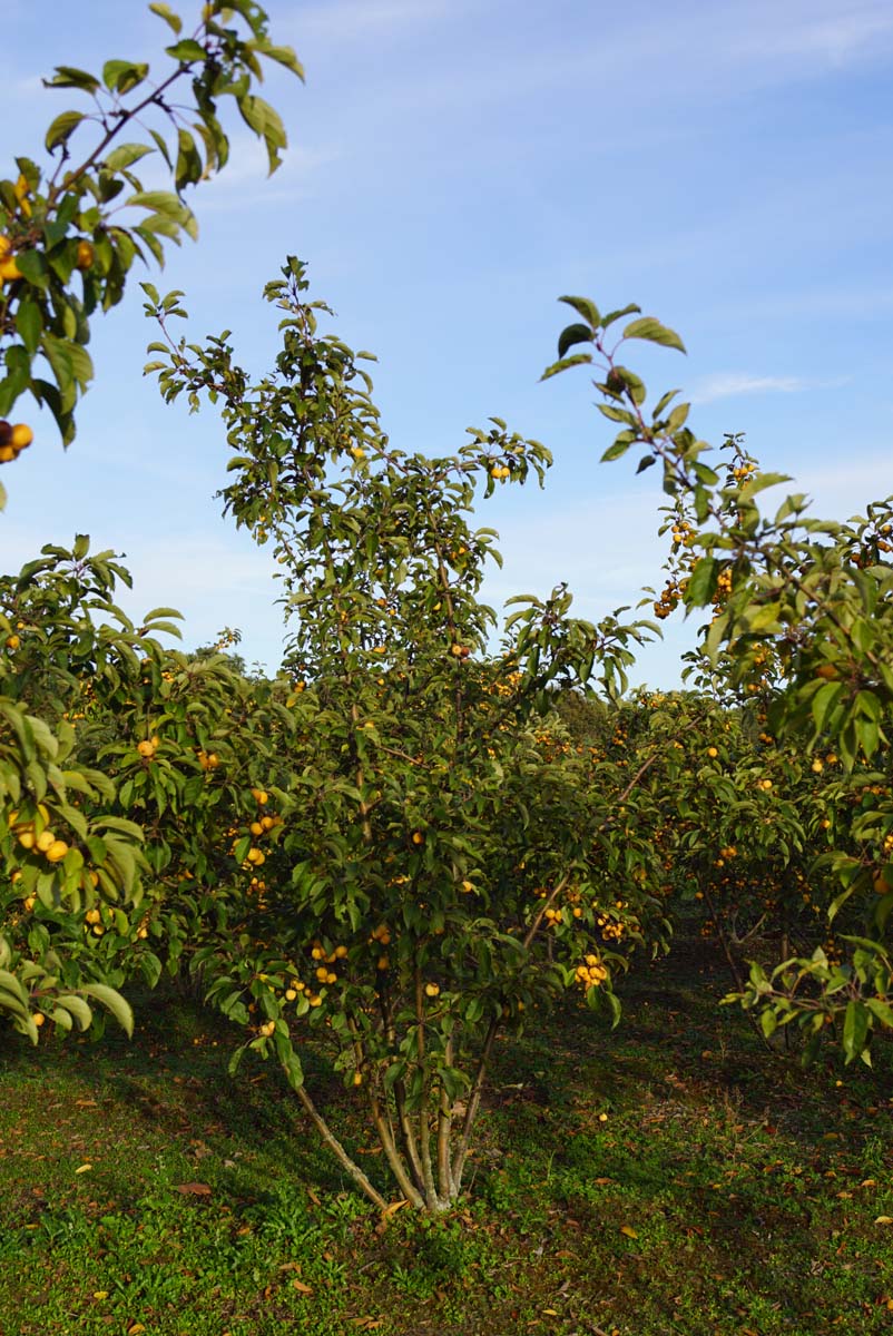 Malus 'Golden Henry' meerstammig / struik meerstammig