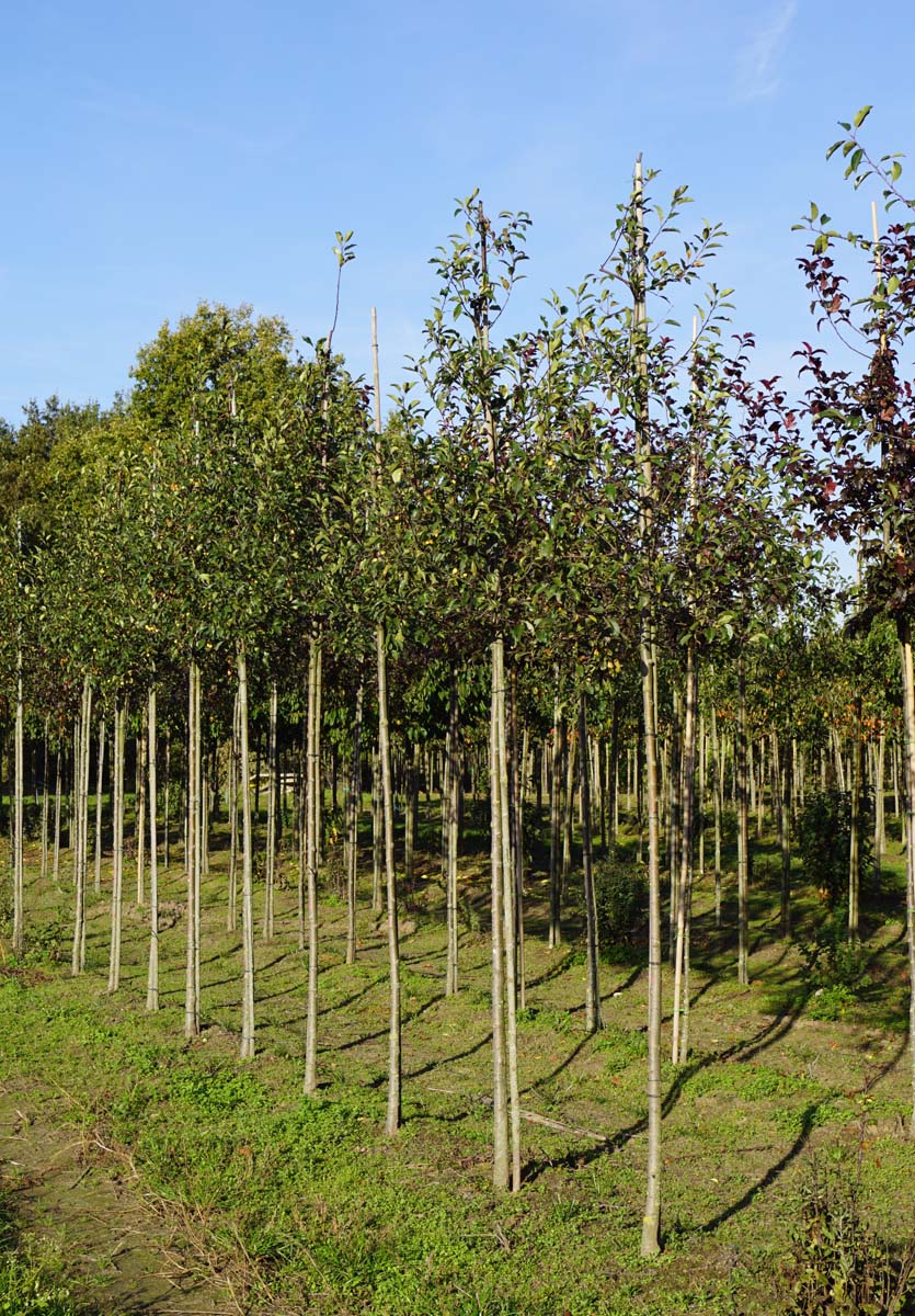 Malus micromalus op stam op stam