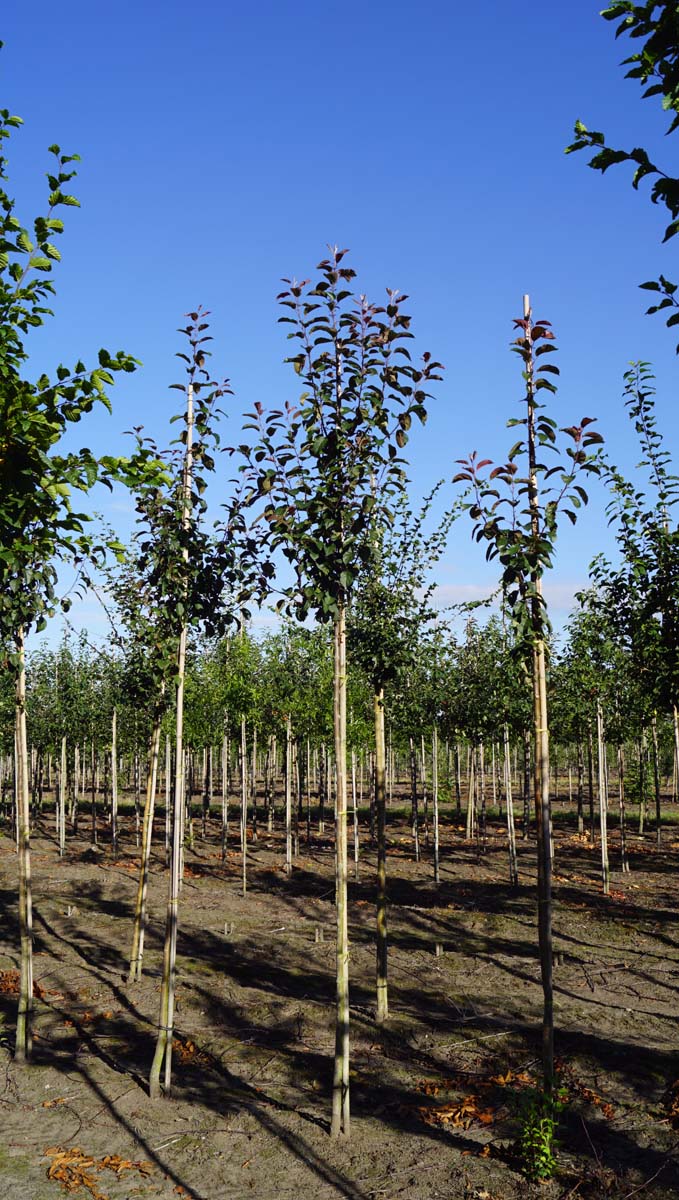 Malus 'Mokum' op stam op stam