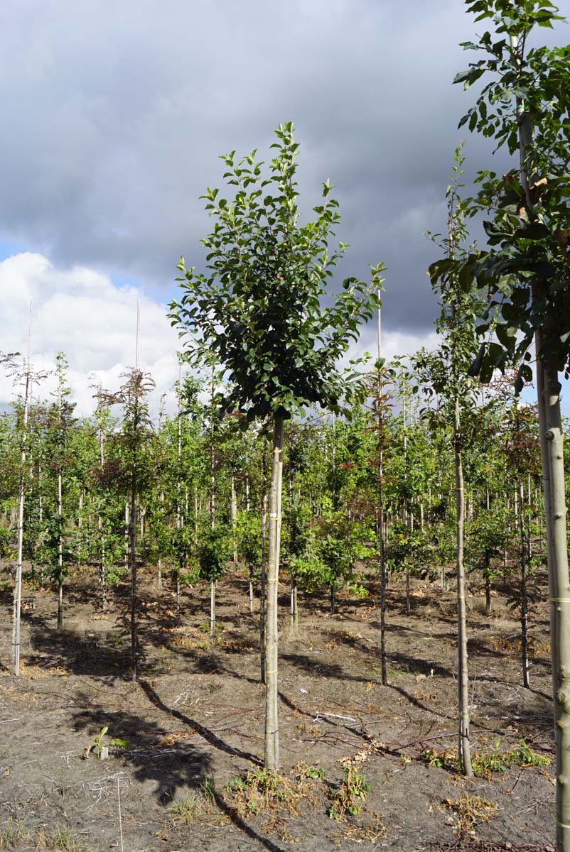 Malus 'Van Eseltine' op stam op stam