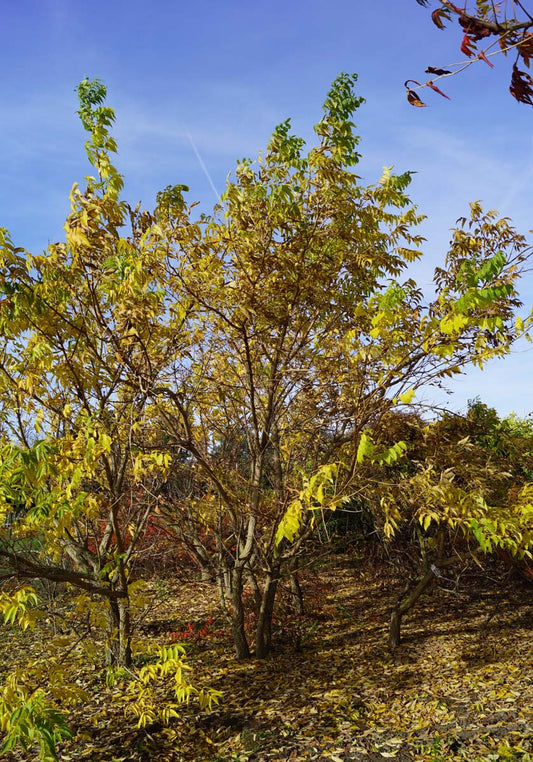Phellodendron amurense meerstammig / struik meerstammig