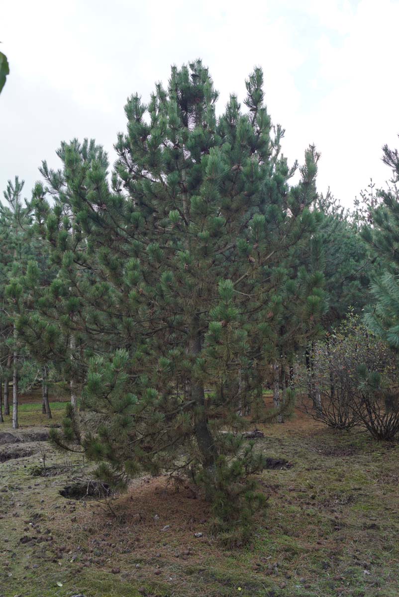 Pinus heldreichii solitair