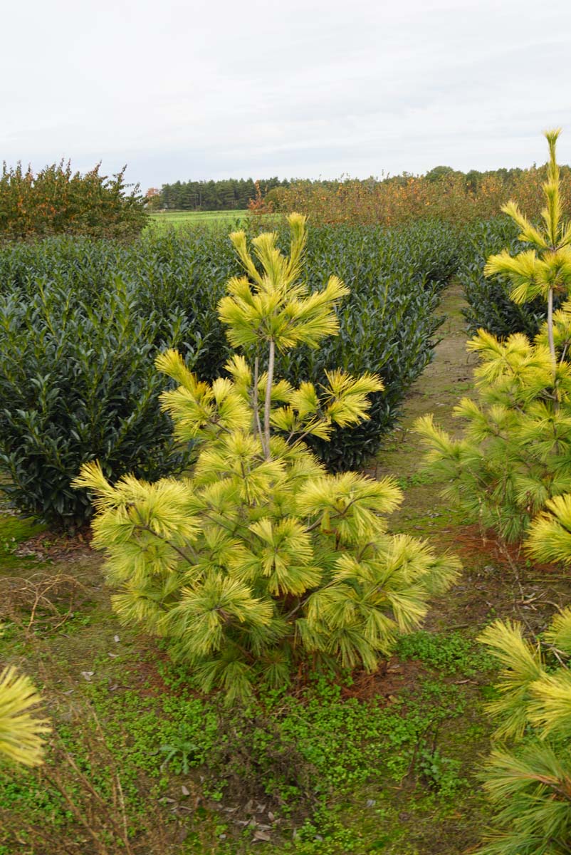 Pinus strobus 'Louie' solitair