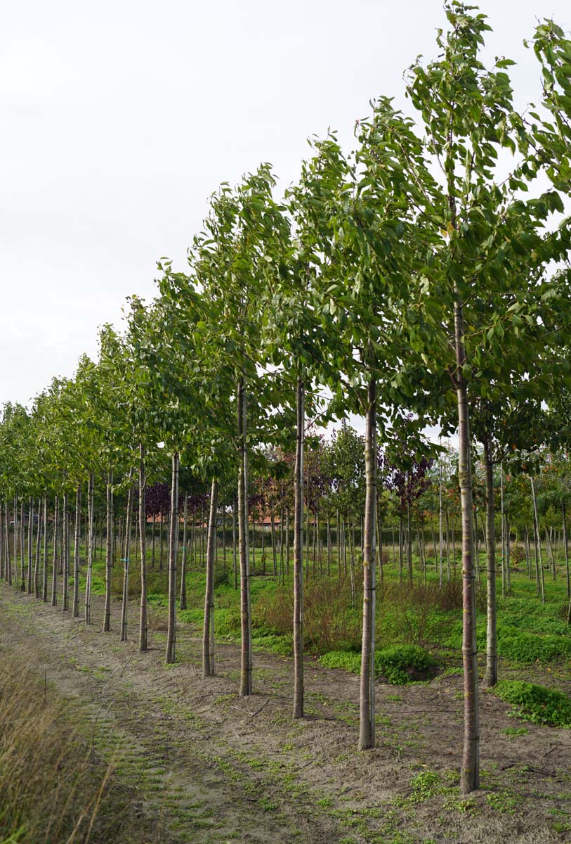 Prunus avium 'Plena' op stam op stam