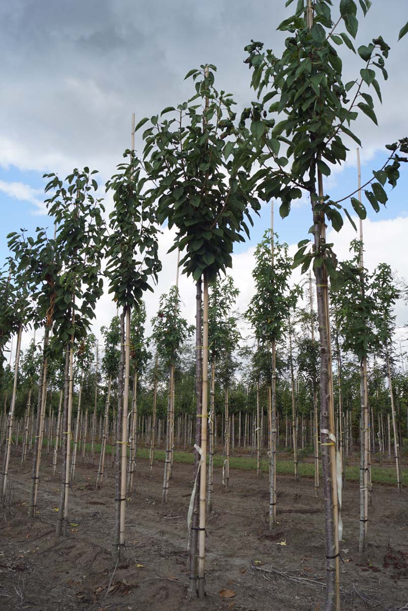 Prunus avium 'Schneider's Späte Knorpelkirsche' op stam op stam