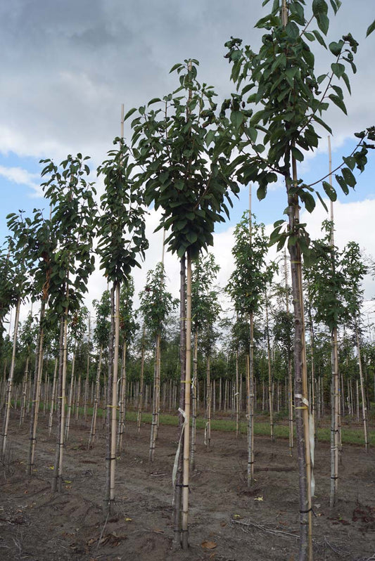 Prunus avium 'Schneider's Späte Knorpelkirsche' op stam op stam