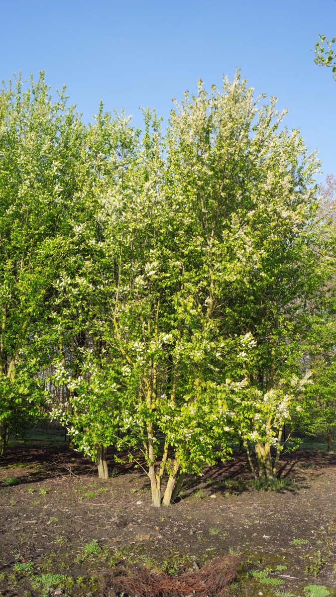 Prunus padus meerstammig / struik meerstammig
