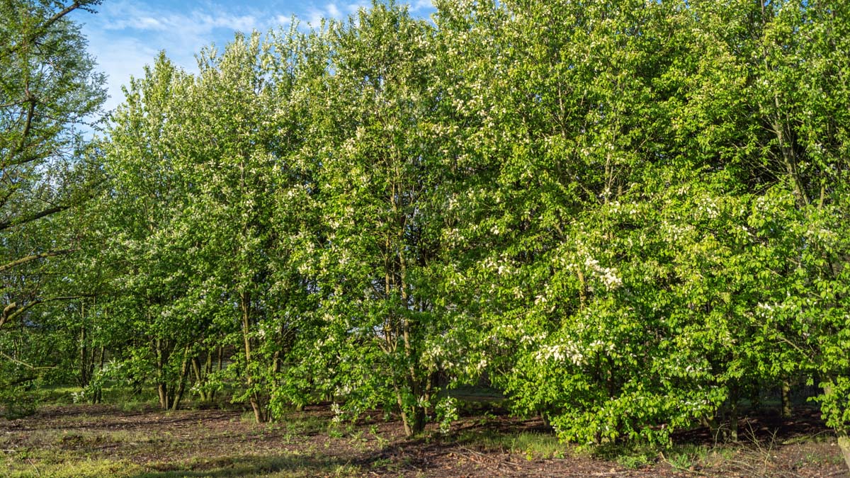 Prunus padus meerstammig / struik meerstammig