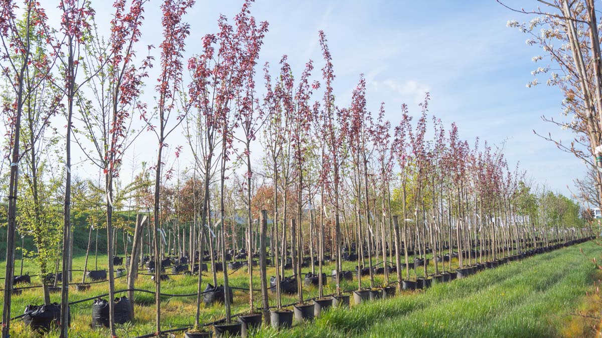 Prunus serrulata 'Royal Burgundy' op stam op stam