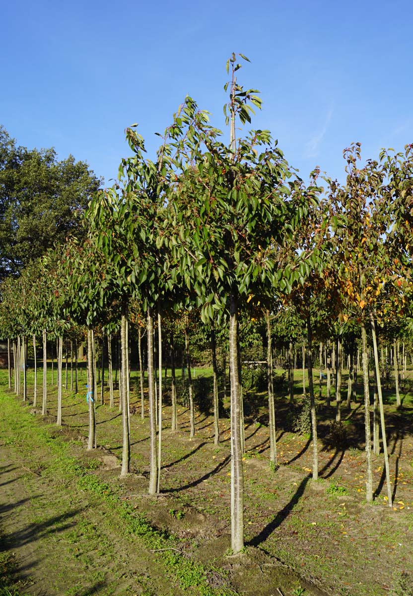 Prunus serrulata 'Taihaku' op stam op stam
