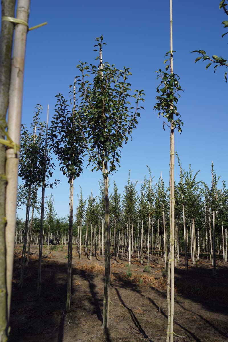 Pyrus communis 'Clapp's Favourite' op stam op stam
