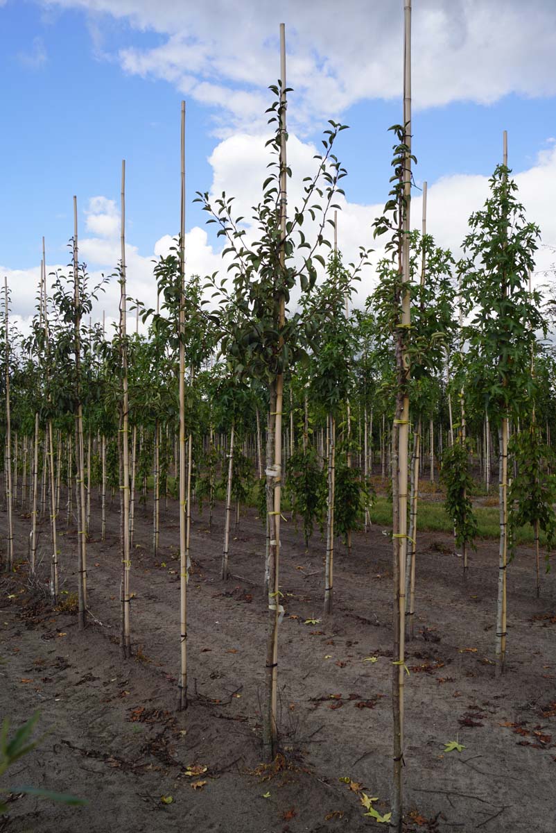 Pyrus communis 'Jut' op stam op stam