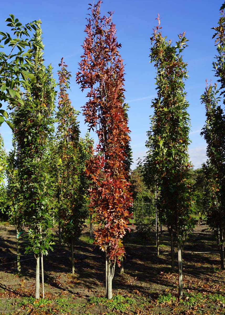 Quercus palustris 'Pringreen' op stam geveerd