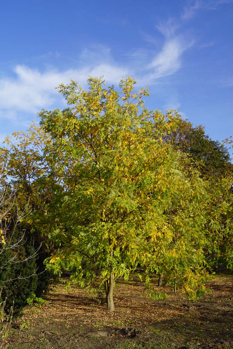 Robinia pseudoacacia 'Frisia' meerstammig / struik meerstammig