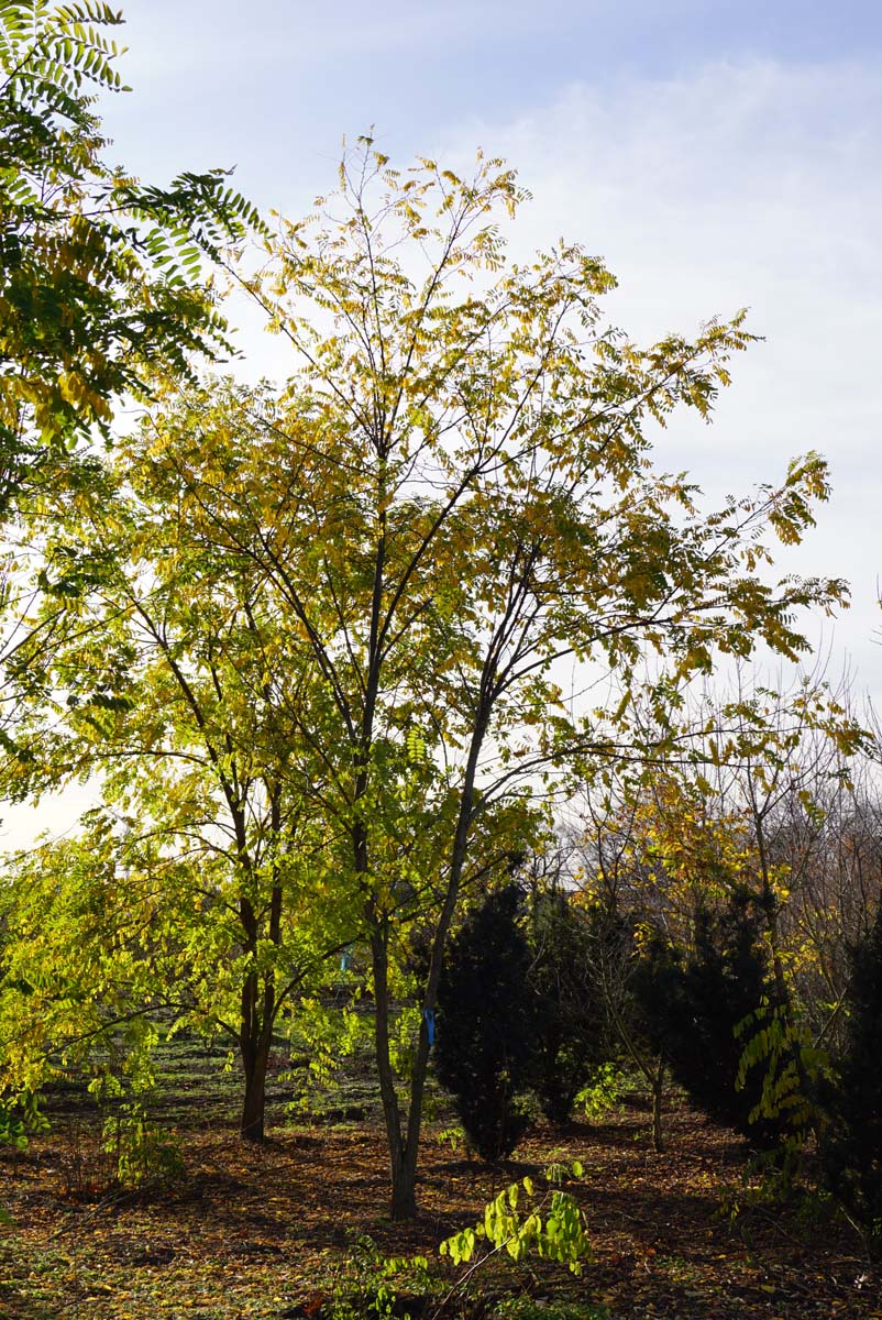 Robinia pseudoacacia 'Frisia' meerstammig / struik meerstammig