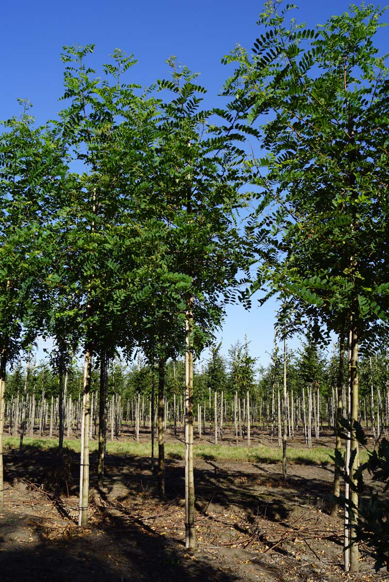 Robinia pseudoacacia 'Nyirségí' op stam op stam