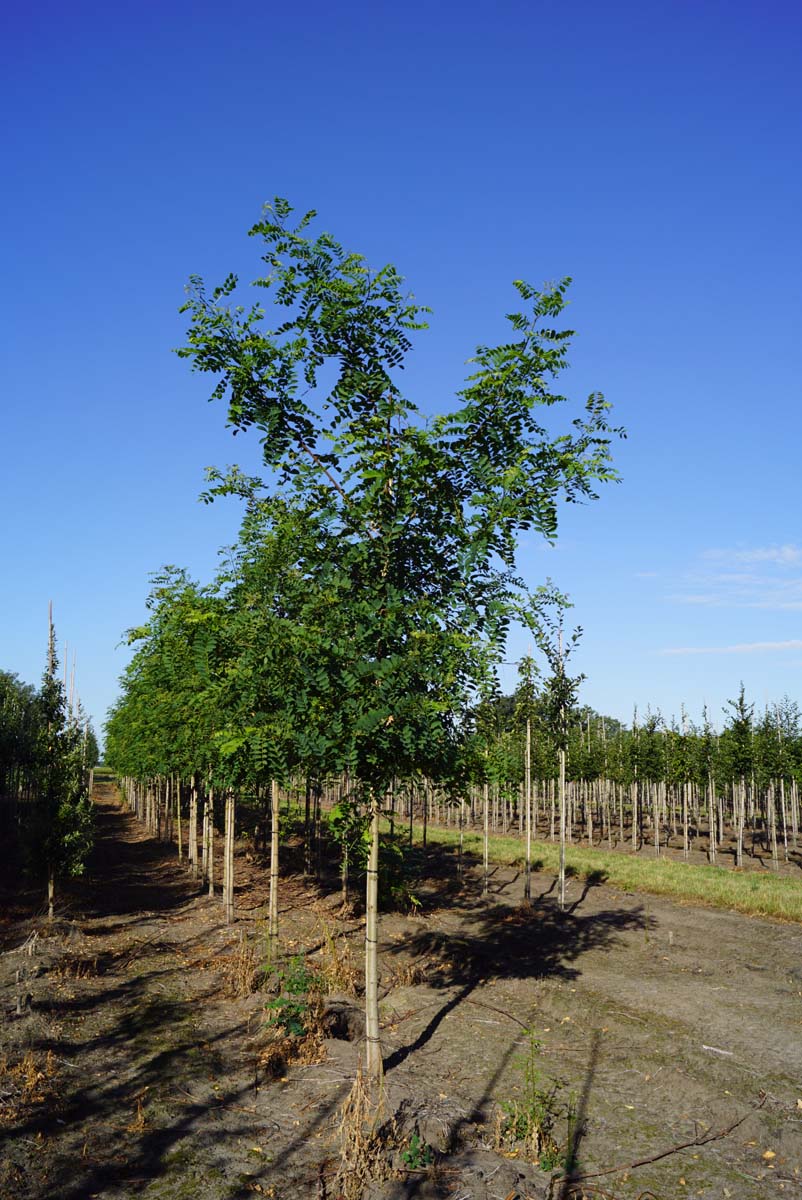Robinia pseudoacacia 'Nyirségí' op stam op stam