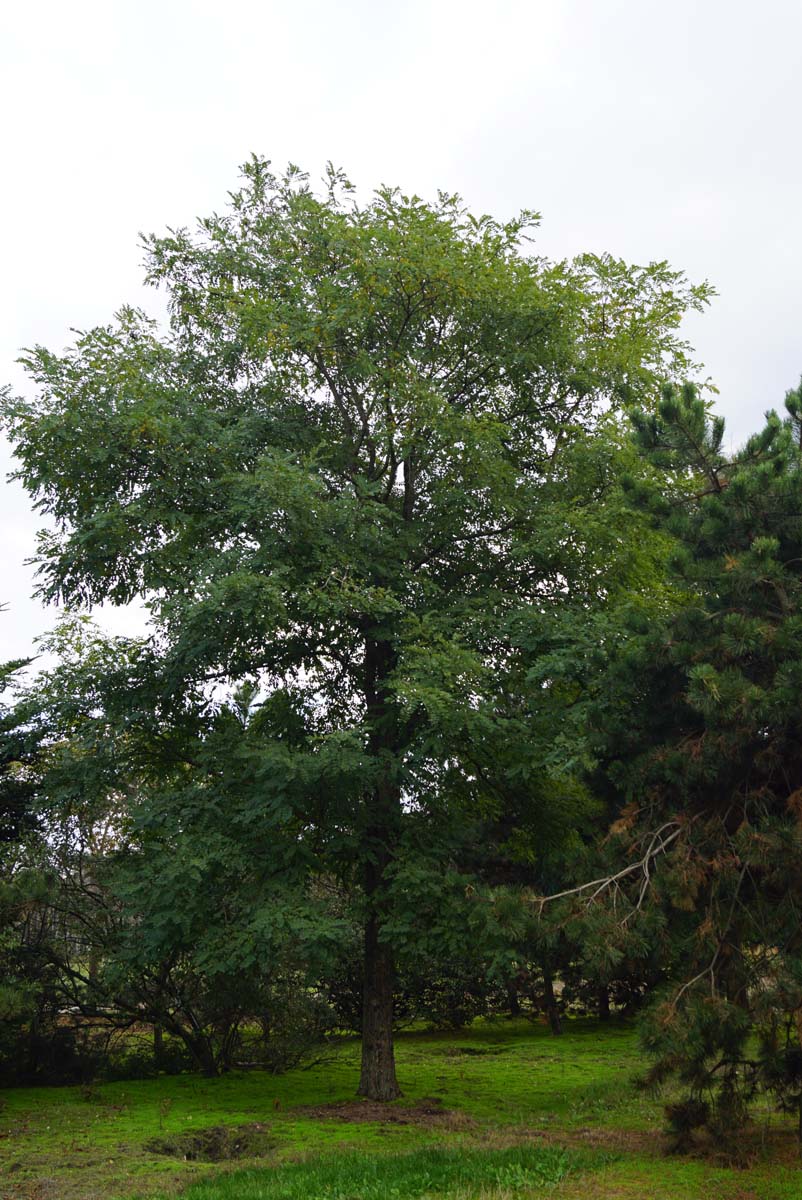 Robinia pseudoacacia solitair solitair
