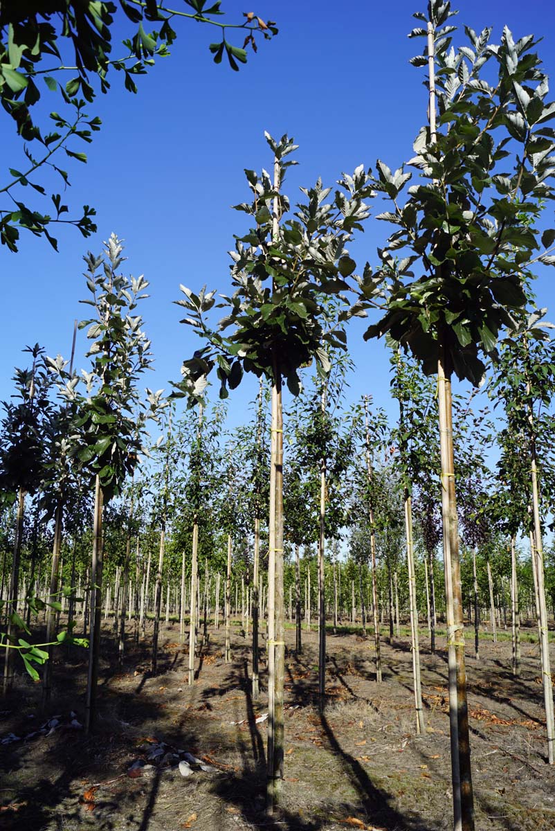 Sorbus aria 'Magnifica' op stam op stam