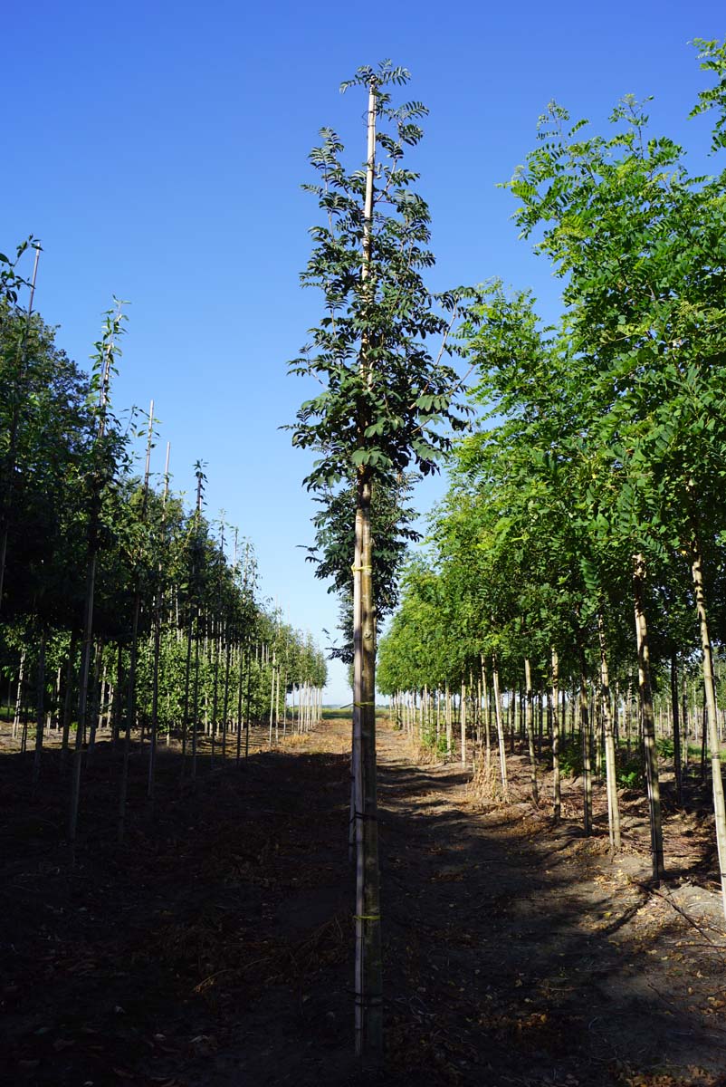 Sorbus aucuparia 'Sheerwater Seedling' op stam op stam