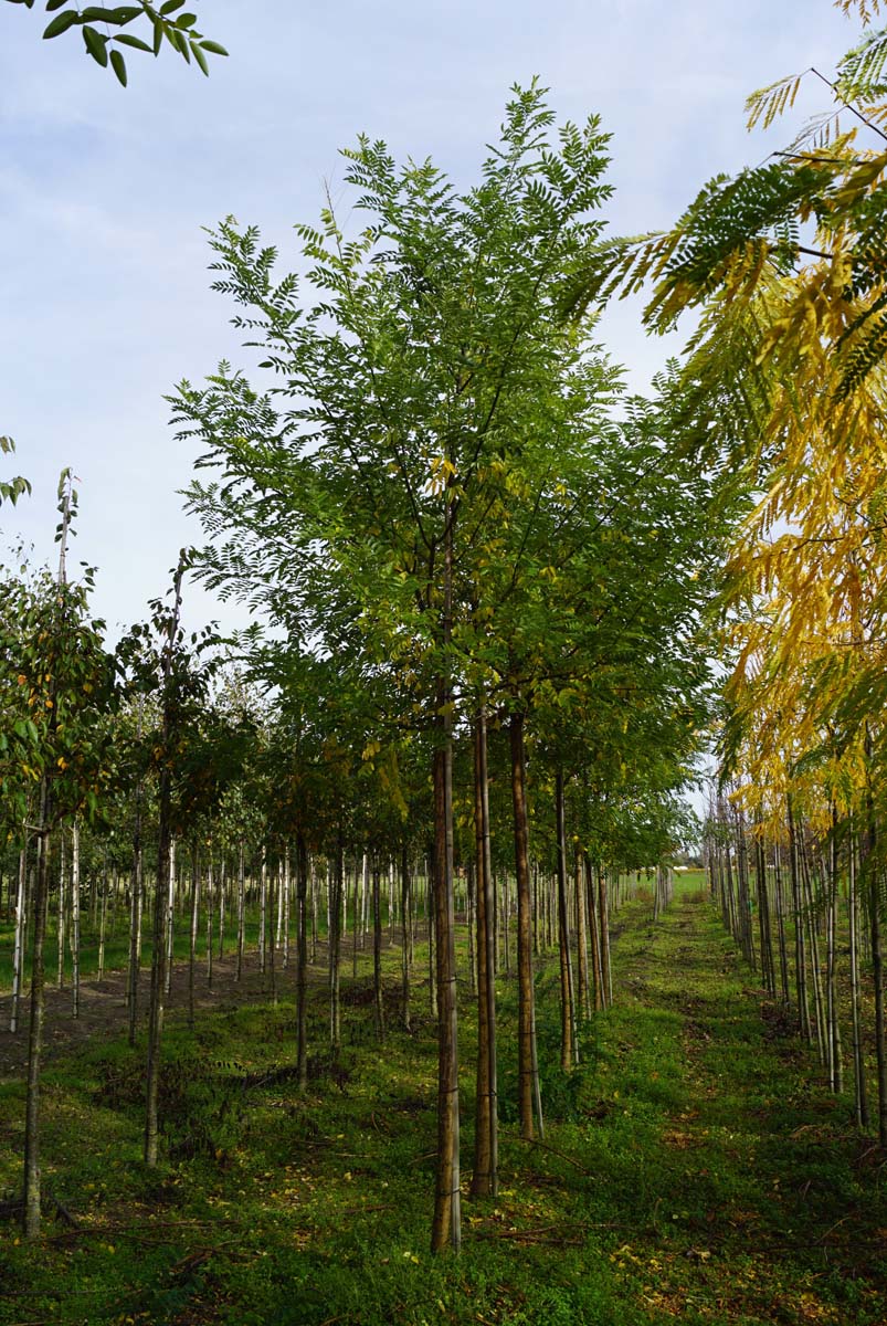 Styphnolobium japonicum 'Regent' op stam op stam