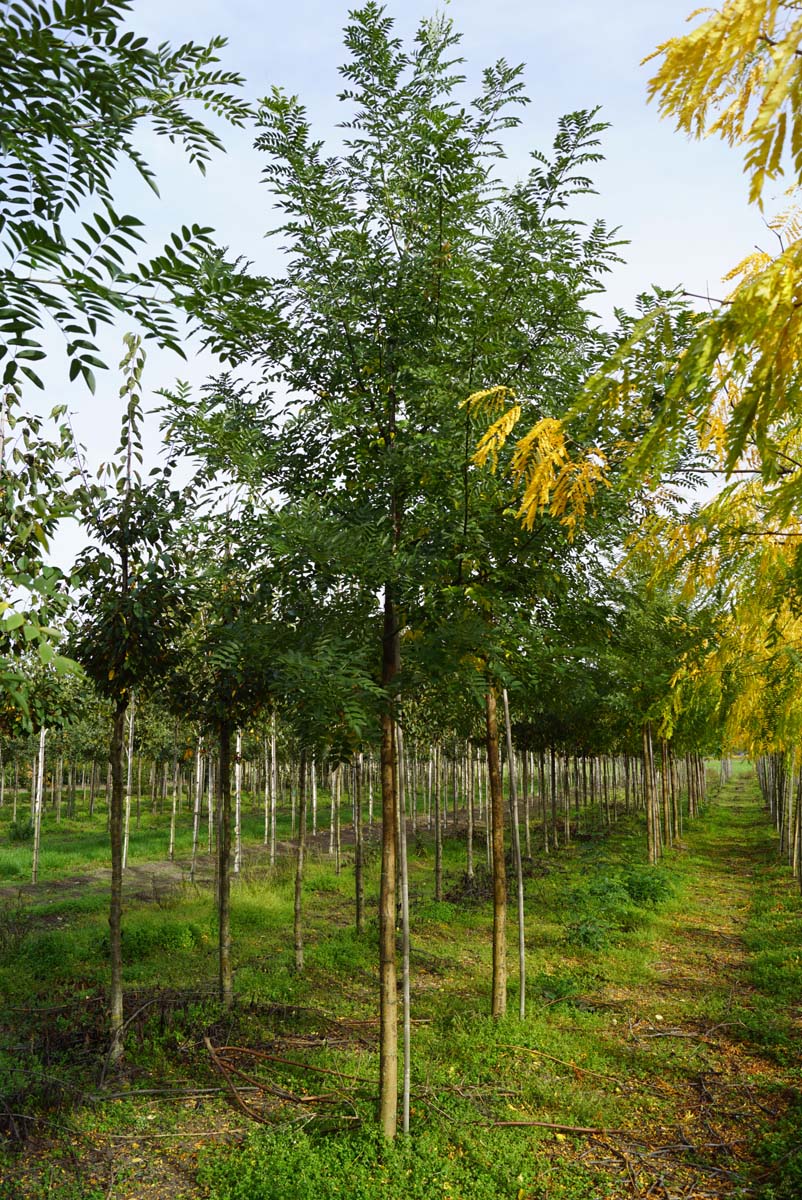 Styphnolobium japonicum 'Regent' op stam op stam