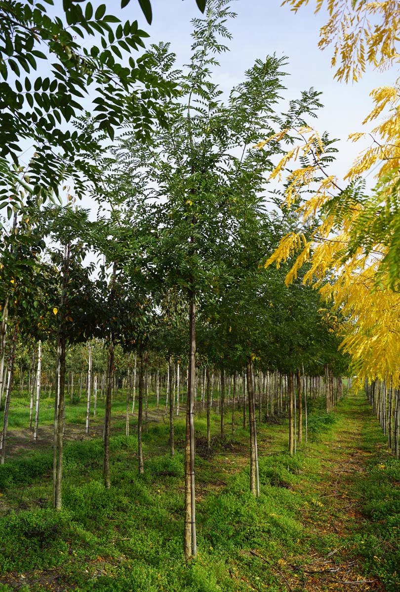 Styphnolobium japonicum 'Regent' op stam op stam