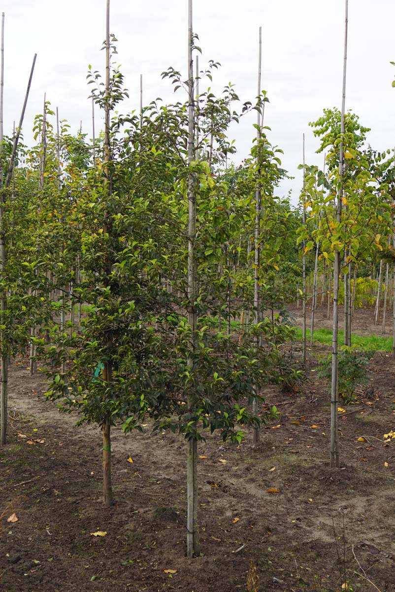 Styrax japonicus op stam op stam
