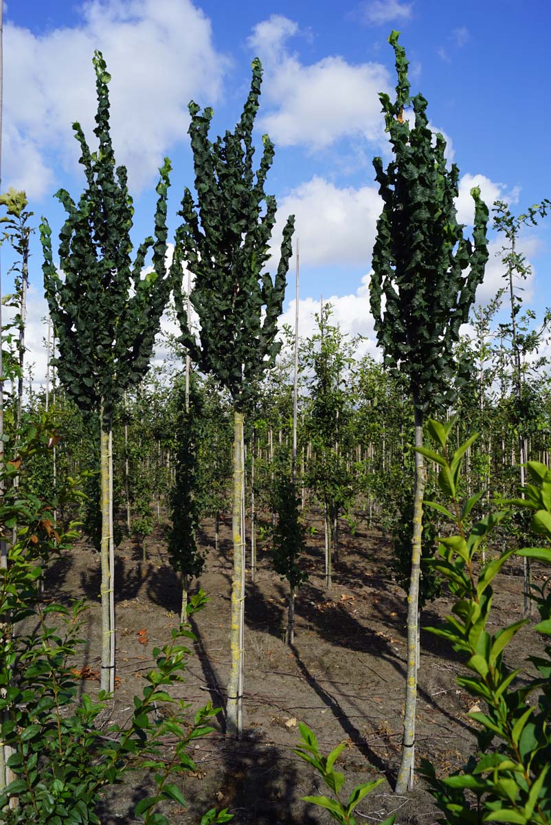 Ulmus glabra 'Exoniensis' op stam op stam