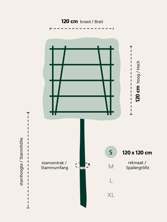 Ilex 'Nellie R. Stevens' leiboom leiboom