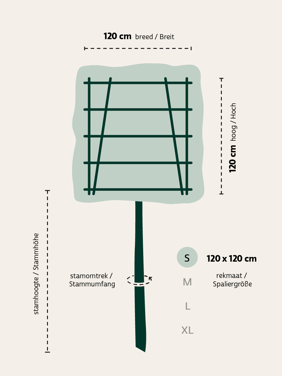 Quercus hispanica 'Waasland' leiboom Prunus lusitanica