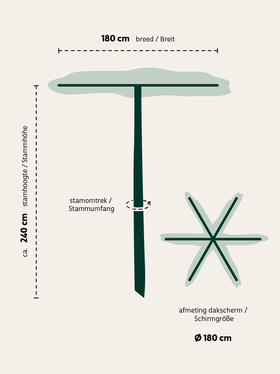 Acer rubrum dakboom dakboom