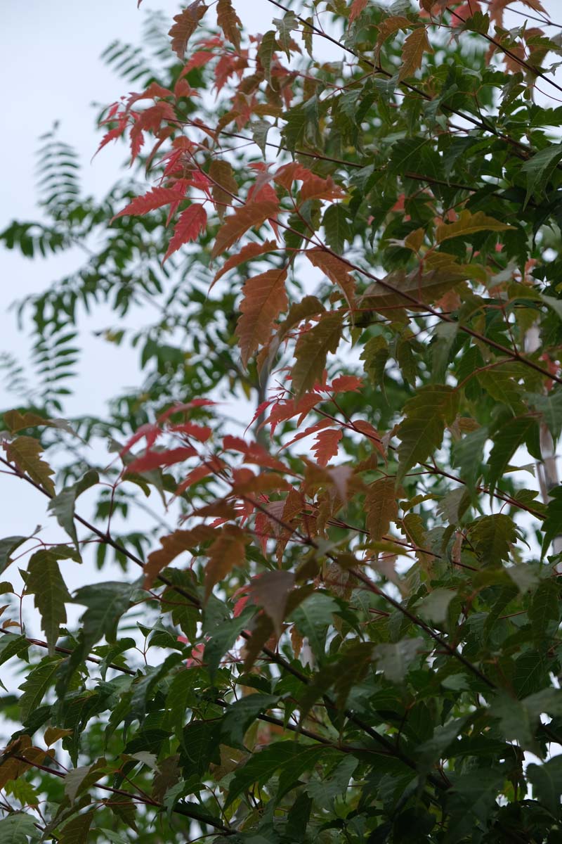 Acer cissifolium Tuinplanten blad