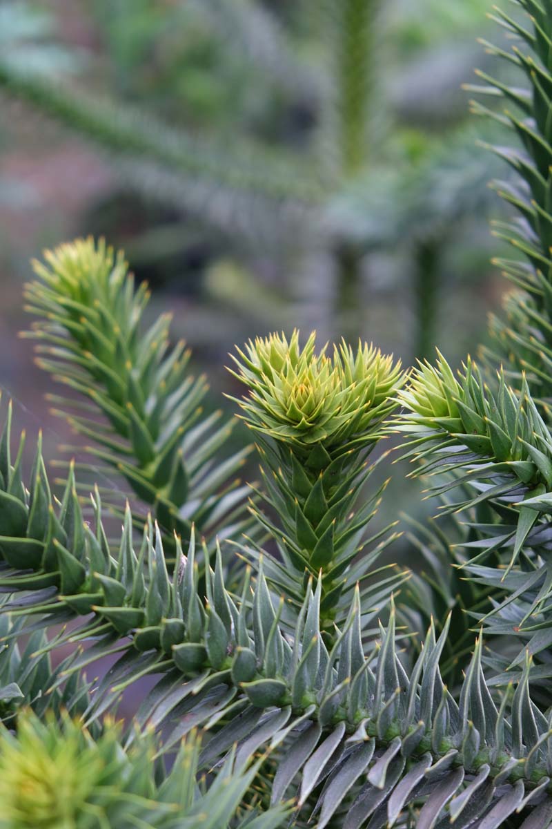 Araucaria araucana Tuinplanten blad