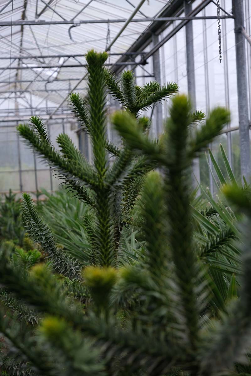 Araucaria araucana Tuinplanten twijg