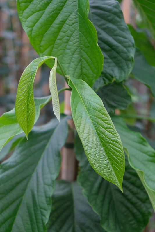 Asimina triloba haagplant blad