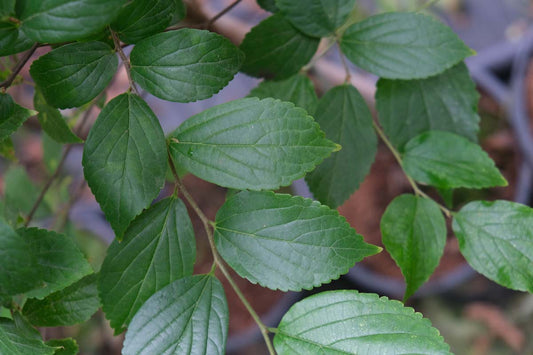 Celtis sinensis op stam blad
