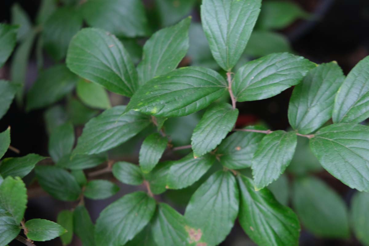 Celtis sinensis op stam blad