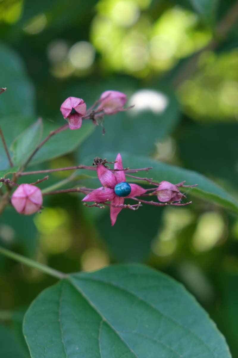 Clerodendrum trichotomum 'Purple Blaze' solitair bloem