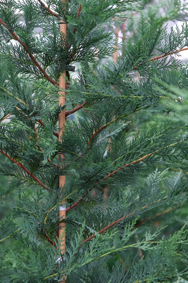 Cupressocyparis leylandii op stam stam