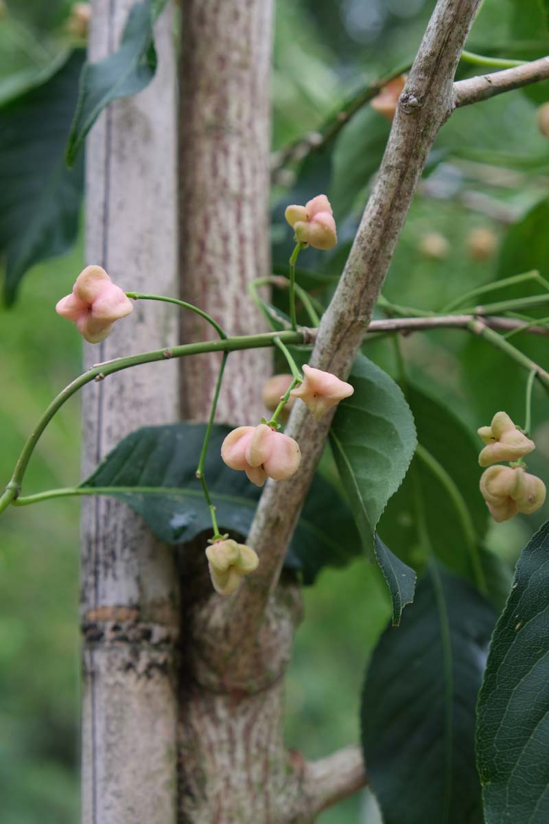 Euonymus hamiltonianus 'Jelena' Tuinplanten stam